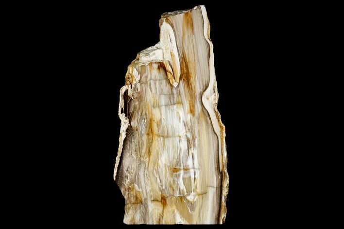 Tall, Polished Petrified Wood Stand-up - Washington #180241